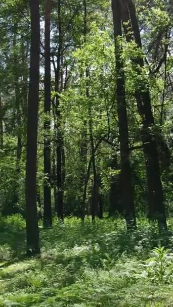 Vídeo vertical de un bosque con árboles — Vídeo de stock