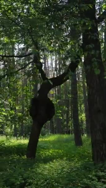 Vídeo vertical de un bosque con árboles — Vídeo de stock