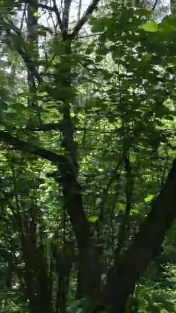 Ağaçlı bir ormanın dikey videosu — Stok video