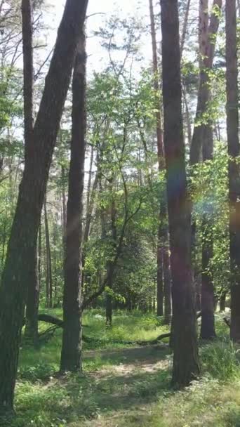 Вертикальне відео лісу з деревами — стокове відео