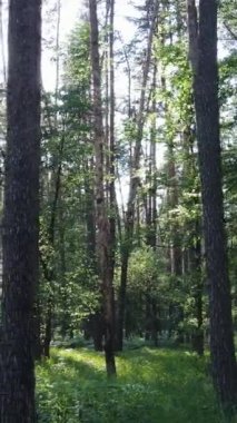 Ağaçlı bir ormanın dikey videosu