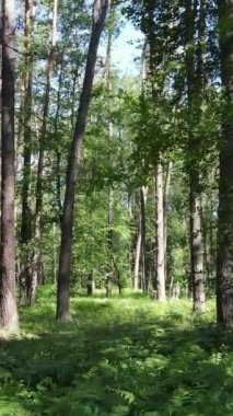 Ağaçlı bir ormanın dikey videosu