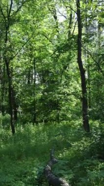 Ağaçlı bir ormanın dikey videosu