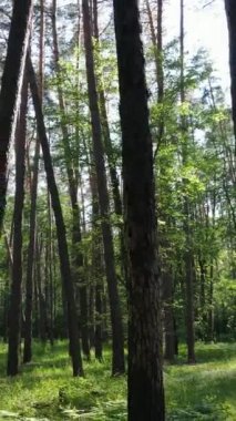 Ağaçlı bir ormanın dikey videosu