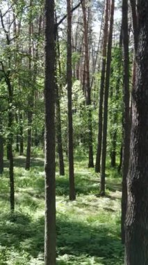 Ağaçlı bir ormanın dikey videosu