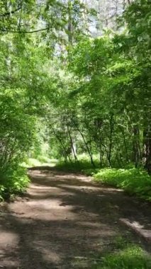 Ağaçlı bir ormanın dikey videosu