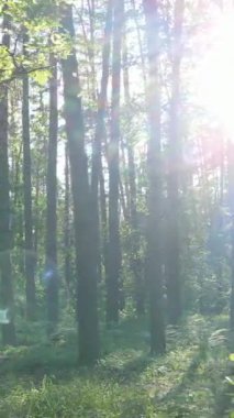 Ağaçlı bir ormanın dikey videosu