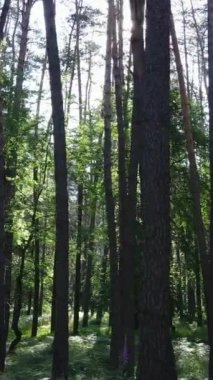 Ağaçlı bir ormanın dikey videosu