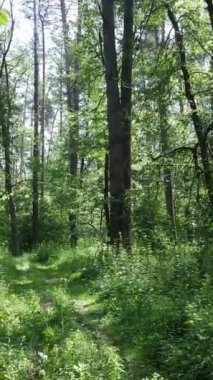 Ağaçlı bir ormanın dikey videosu