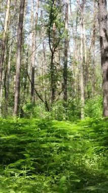 Ağaçlı bir ormanın dikey videosu