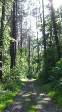 Ağaçlı bir ormanın dikey videosu