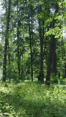 Ağaçlı bir ormanın dikey videosu