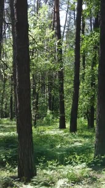 Vídeo vertical de uma floresta com árvores — Vídeo de Stock