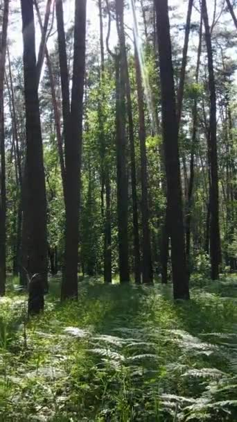 Vídeo vertical de un bosque con árboles — Vídeos de Stock