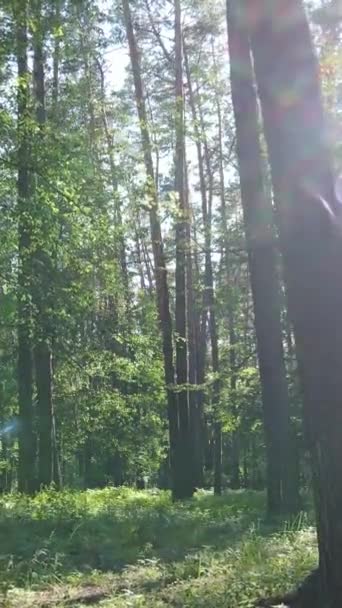 Vídeo vertical de un bosque con árboles — Vídeo de stock