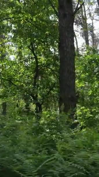 Vertikální video lesa se stromy — Stock video