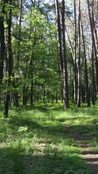 Vidéo verticale d'une forêt avec des arbres — Video