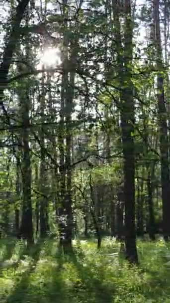 Vídeo vertical de uma floresta com árvores — Vídeo de Stock