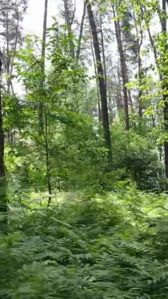 Vertikales Video eines Waldes mit Bäumen — Stockvideo
