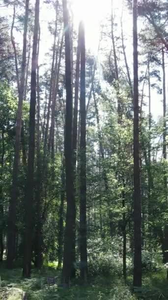 Lodret video af en skov med træer – Stock-video