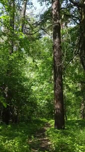 Vertikal video av en skog med träd — Stockvideo