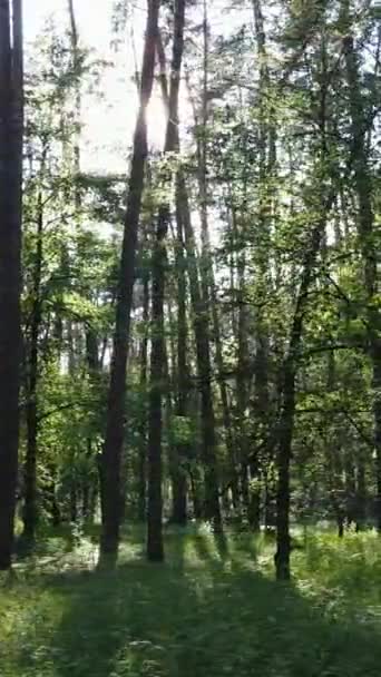 Video verticale di una foresta con alberi — Video Stock