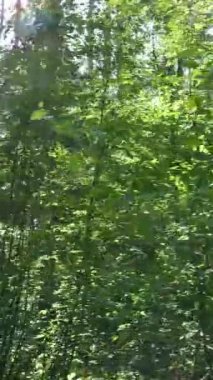 Ağaçlı bir ormanın dikey videosu