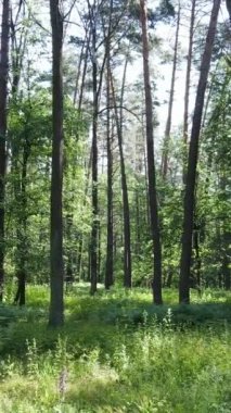 Ağaçlı bir ormanın dikey videosu