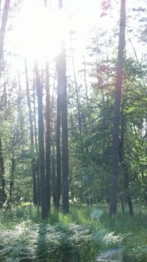 Ağaçlı bir ormanın dikey videosu