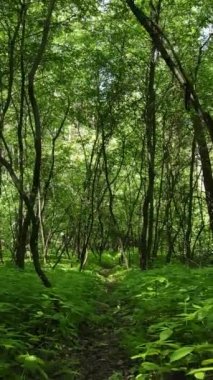 Ağaçlı bir ormanın dikey videosu