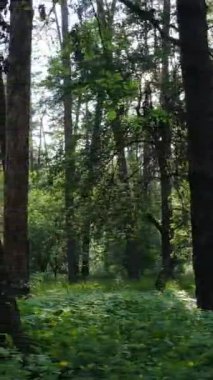 Ağaçlı bir ormanın dikey videosu