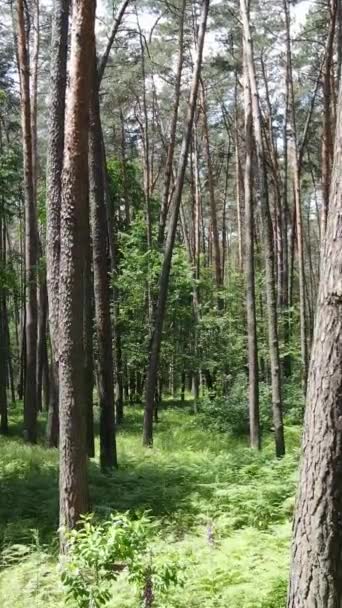Vídeo vertical de uma floresta com árvores — Vídeo de Stock