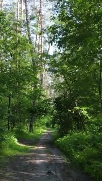 Verticale video van een bos met bomen — Stockvideo