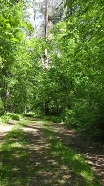 Вертикальне відео лісу з деревами — стокове відео