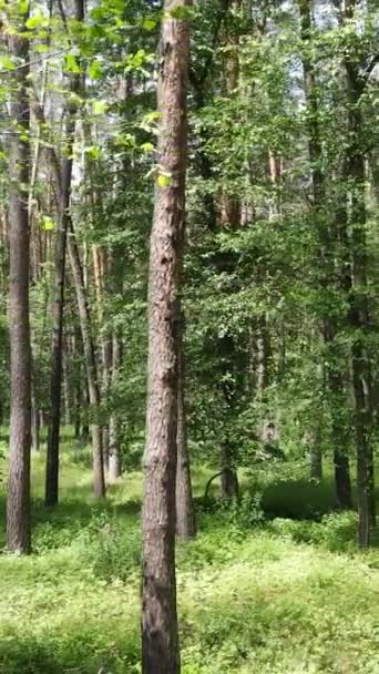 Függőleges videó egy erdőről fákkal — Stock videók
