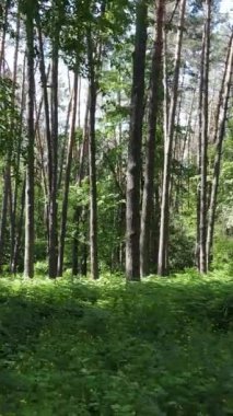 Ağaçlı bir ormanın dikey videosu