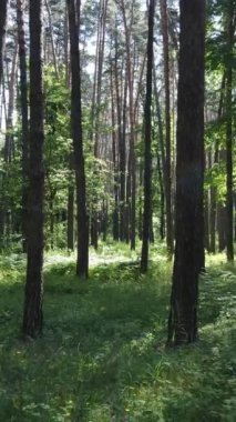 Ağaçlı bir ormanın dikey videosu