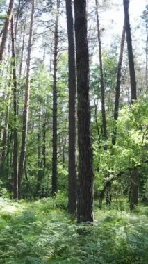 Ağaçlı bir ormanın dikey videosu