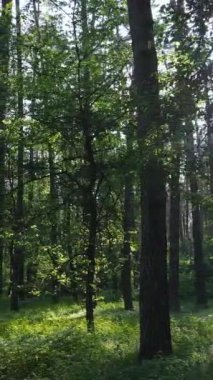 Ağaçlı bir ormanın dikey videosu