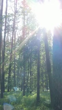 Ağaçlı bir ormanın dikey videosu