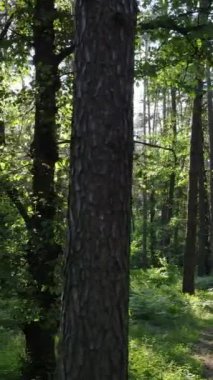 Ağaçlı bir ormanın dikey videosu