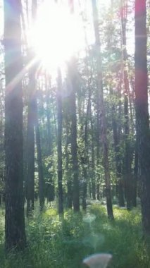 Ağaçlı bir ormanın dikey videosu