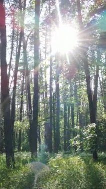 Ağaçlı bir ormanın dikey videosu