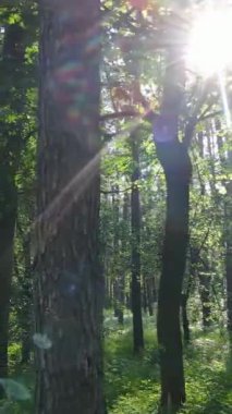 Ağaçlı bir ormanın dikey videosu