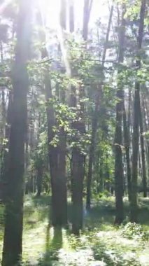 Ağaçlı bir ormanın dikey videosu