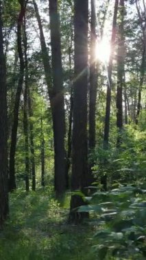 Ağaçlı bir ormanın dikey videosu