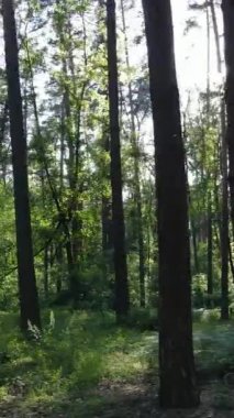 Ağaçlı bir ormanın dikey videosu