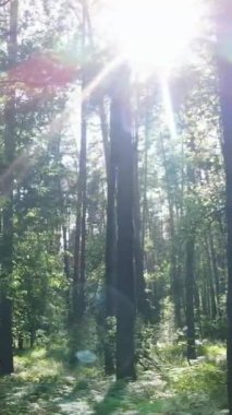 Ağaçlı bir ormanın dikey videosu