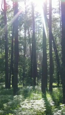 Ağaçlı bir ormanın dikey videosu