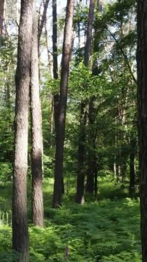 Ağaçlı bir ormanın dikey videosu